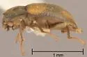 Heterlimnius quadrimaculatus - photo 4