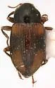 Heterlimnius sandersoni