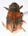 Heterlimnius sandersoni - photo 2