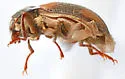 Heterlimnius sandersoni - photo 4