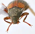 Heterlimnius sandersoni - photo 5