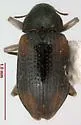 Heterlimnius seriatus