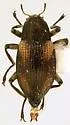 Heterlimnius tardellus