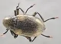 Heterlimnius tardellus - photo 3