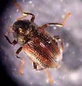 Heterlimnius trivittatus