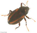 Heterlimnius trivittatus - photo 2