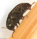 Heterlimnius trivittatus - photo 3