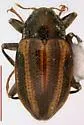 Heterlimnius trivittatus - photo 4