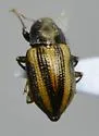 Heterlimnius trivittatus - photo 5