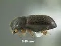 Heteroborips seriatus - Heteroborips seriatus