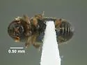 Heteroborips seriatus - photo 2