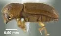 Heteroborips seriatus - photo 4