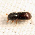 Heteroborips seriatus - photo 5
