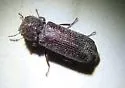Oriental Wood Borer - photo 3