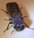 Oriental Wood Borer - photo 4