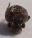 Oriental Wood Borer - photo 5