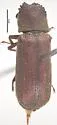 Boxwood Borer