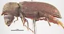 Boxwood Borer - photo 2