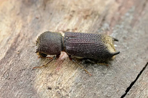 Chinese Auger Beetle