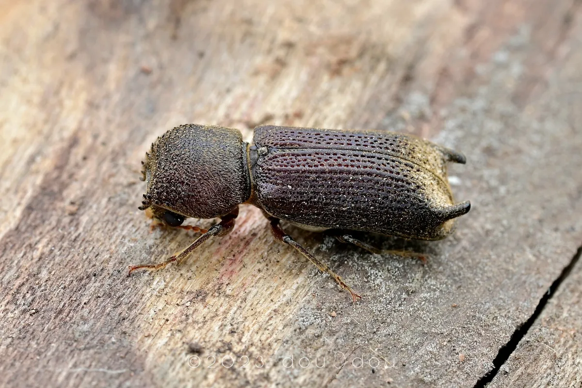 Chinese Auger Beetle - photo 2