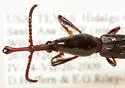 Heterobrenthus texanus - photo 3