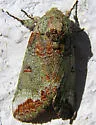 Heterocampa astarte - Hodges#7977