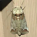 Heterocampa astarte - Hodges#7977 - photo 4