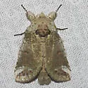 Heterocampa astarte - Hodges#7977 - photo 5