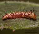 Heterocampa averna - Hodges#7991