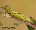 Heterocampa averna - Hodges#7991 - photo 2