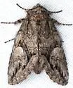 Heterocampa averna - Hodges#7991 - photo 3