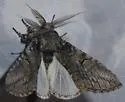 Heterocampa averna - Hodges#7991 - photo 4
