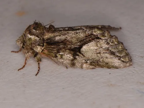 Eastern White-blotched Prominent