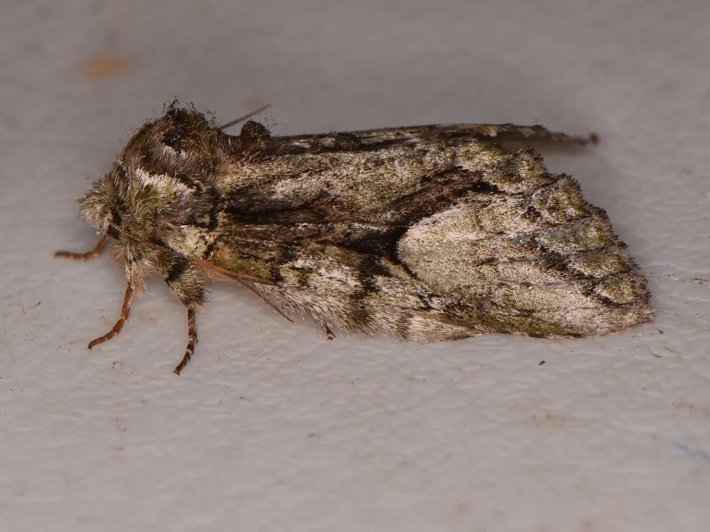 Eastern White-blotched Prominent - photo 2