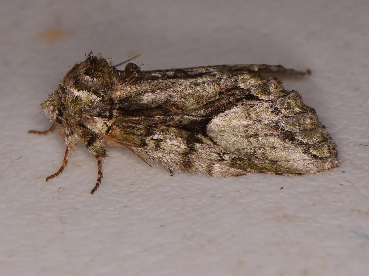 Eastern White-blotched Prominent - photo 3