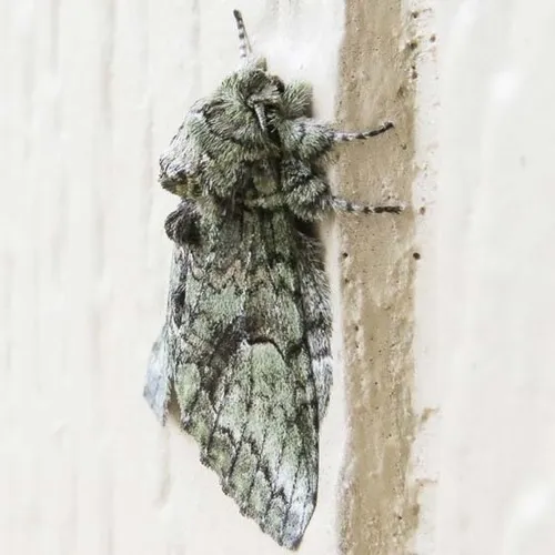 Eastern White-blotched Prominent - photo 6