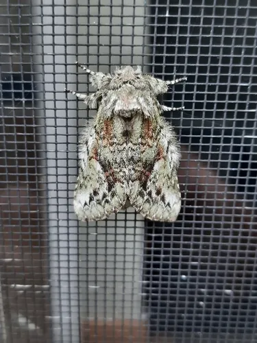Eastern White-blotched Prominent - photo 8