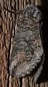 Heterocampa rufinans - Hodges#7980