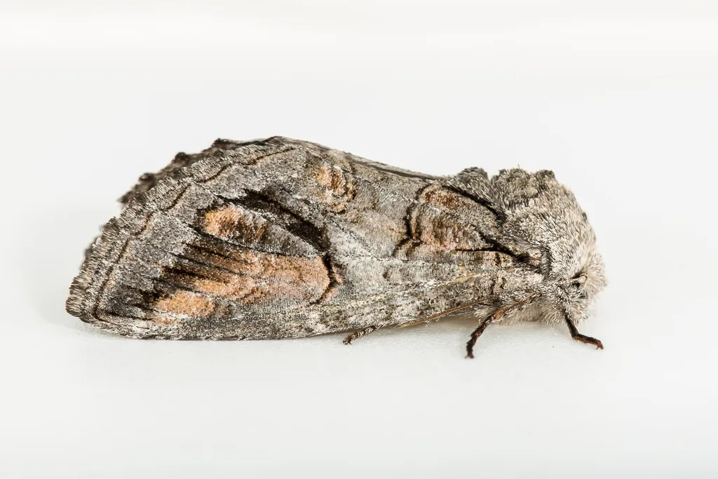 Heterocampa secessionis - Hodges#7981 - photo 2