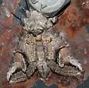Sandplain Heterocampa - Hodges#7982