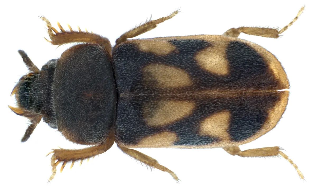Variegated Mud-loving Beetles - photo 3