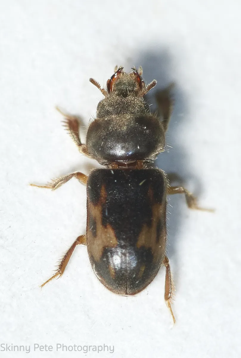 Heterocerus angustatus - photo 3