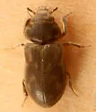 Heterocerus brunneus