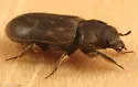 Heterocerus brunneus - photo 2
