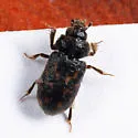 Heterocerus brunneus - photo 3