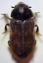 Heterocerus brunneus - photo 4
