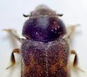 Heterocerus brunneus - photo 5