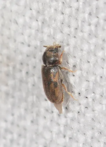 Heterocerus debilipes