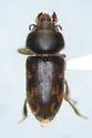 Heterocerus fatuus