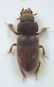 Heterocerus fatuus - photo 2